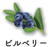 ビルベリー